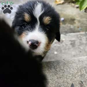 Duke, Bernese Mountain Dog Puppy